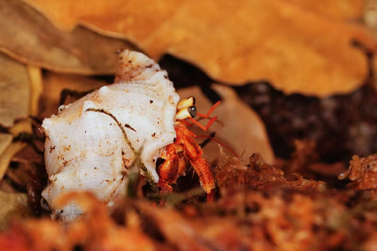 Coenobita sp Golden Pincer - Frognose Exotics