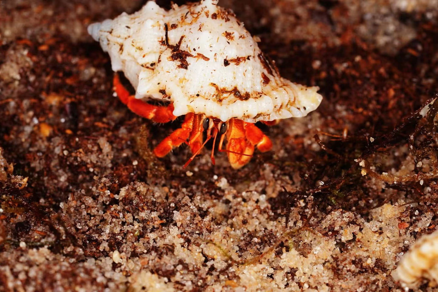 Coenobita sp Golden Pincer - Frognose Exotics