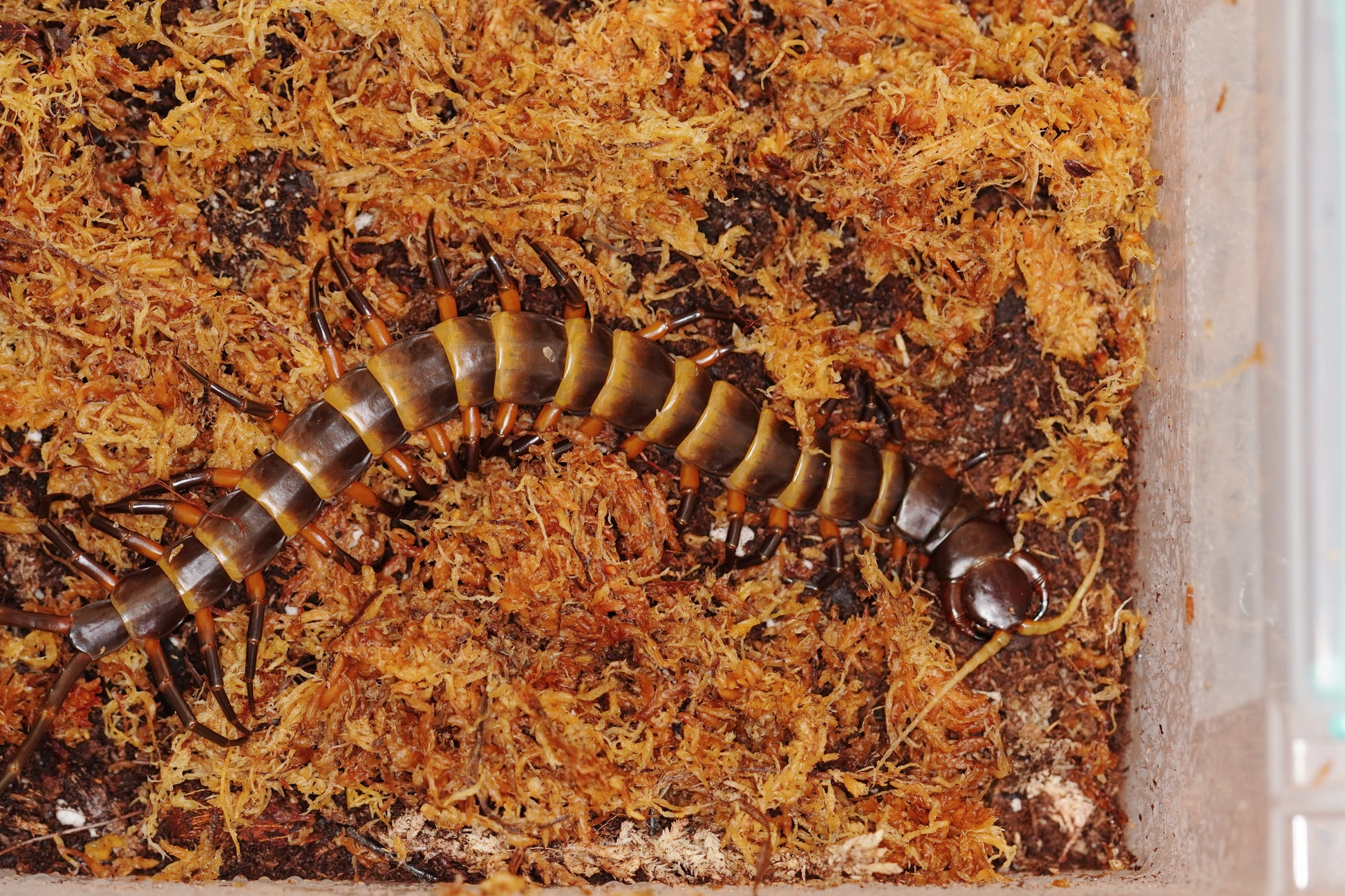 Scolopendra Toraja - normal - Frognose Exotics