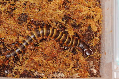 Scolopendra Toraja - normal - Frognose Exotics