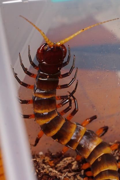 Scolopendra Toraja - normal - Frognose Exotics