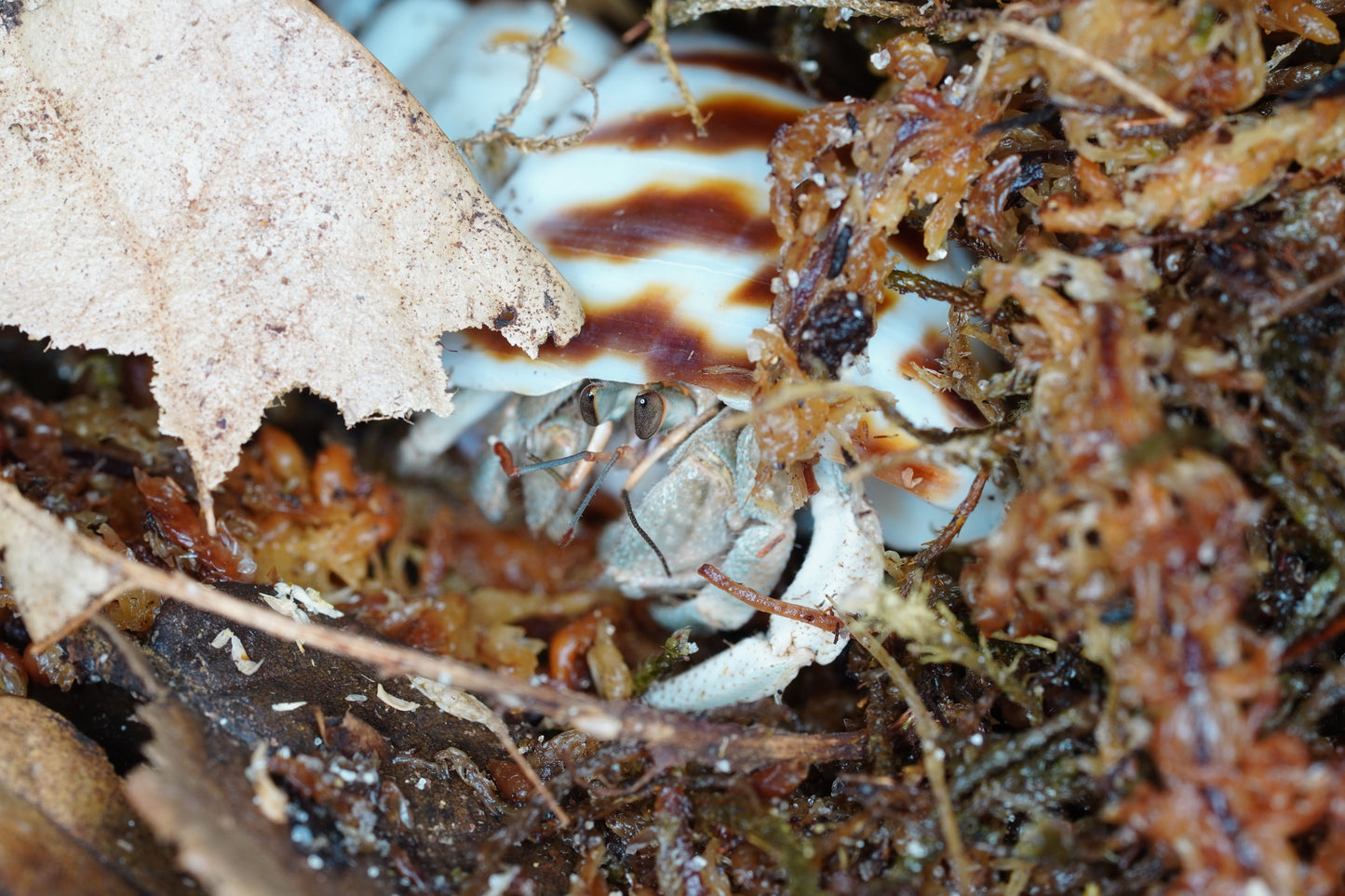 Coenobita rugosus - Frognose Exotics