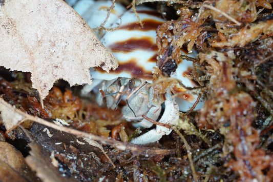 Coenobita rugosus - Frognose Exotics