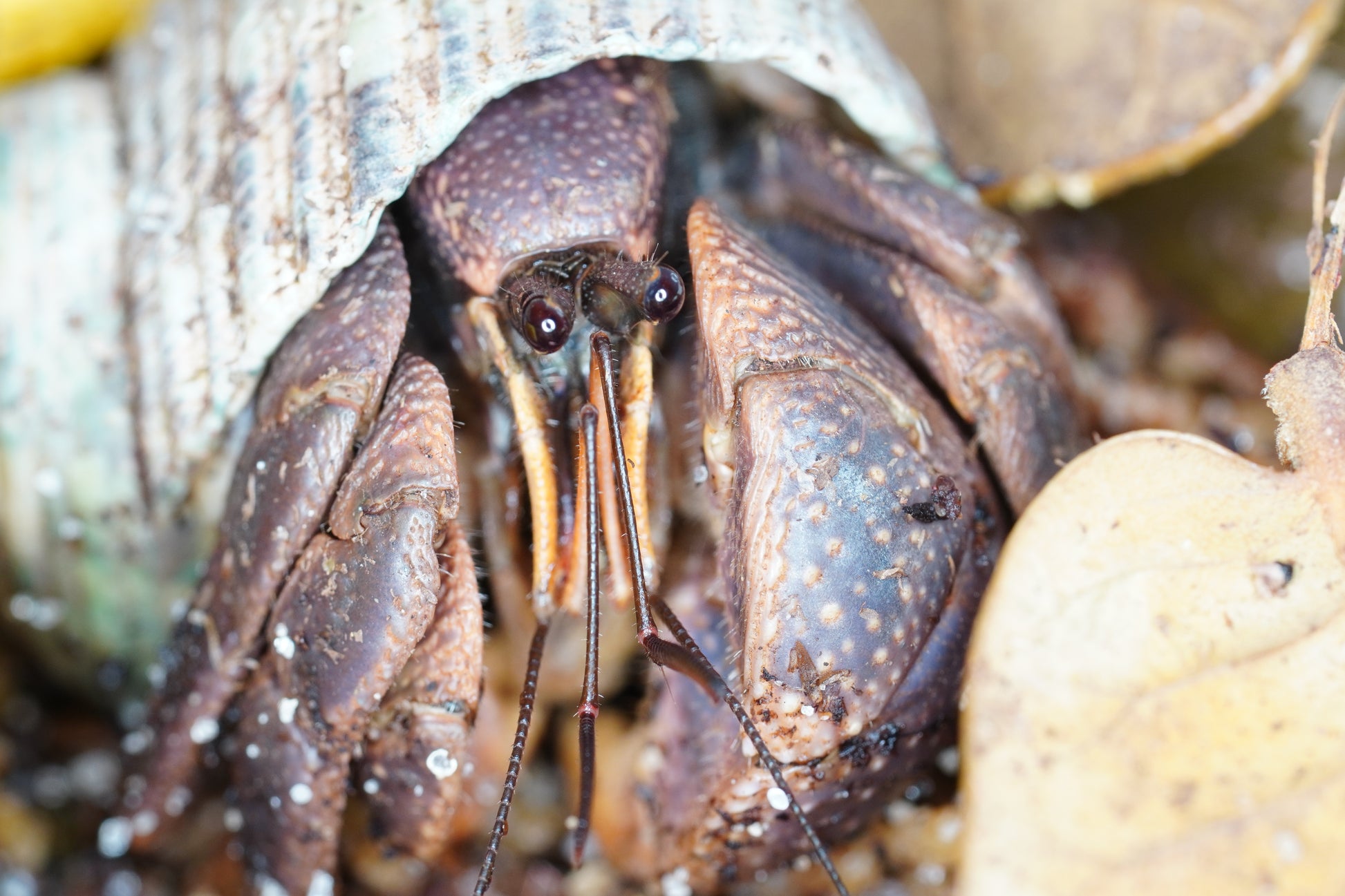 Coenobita brevimanus - Frognose Exotics
