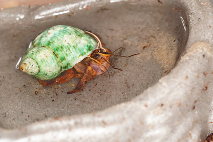 Coenobita brevimanus - Frognose Exotics