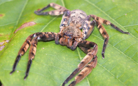 Heteropoda lunula - Frognose Exotics