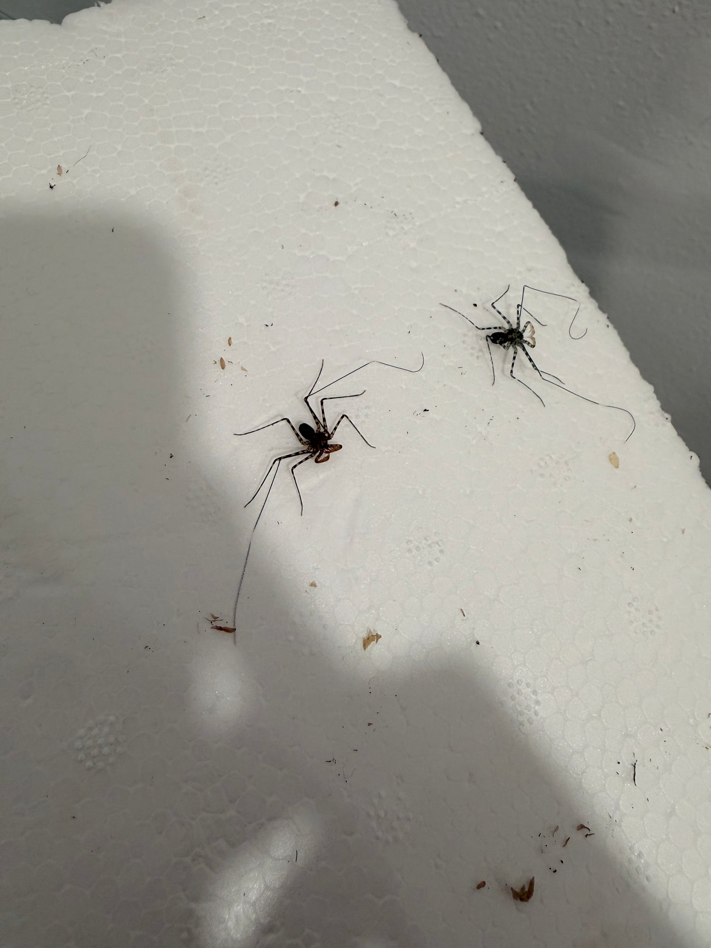Charon grayi Tailless Whip Scorpion - Frognose Exotics