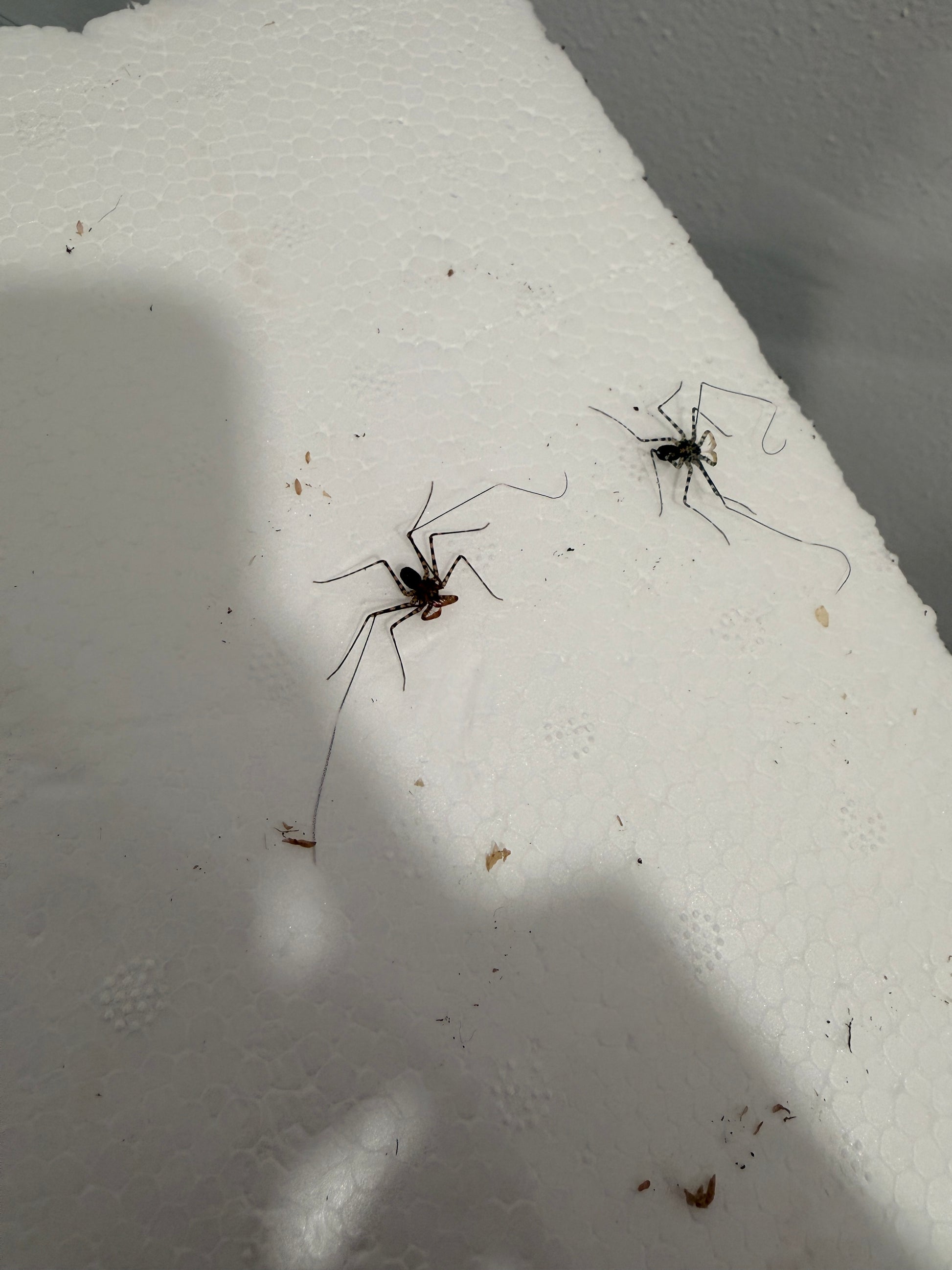 Charon grayi Tailless Whip Scorpion - Frognose Exotics