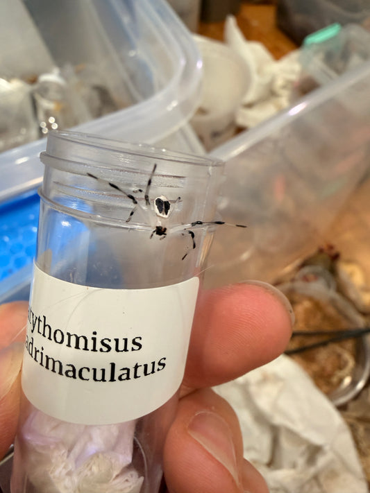 Platythomisus quadrimaculatus - Frognose Exotics