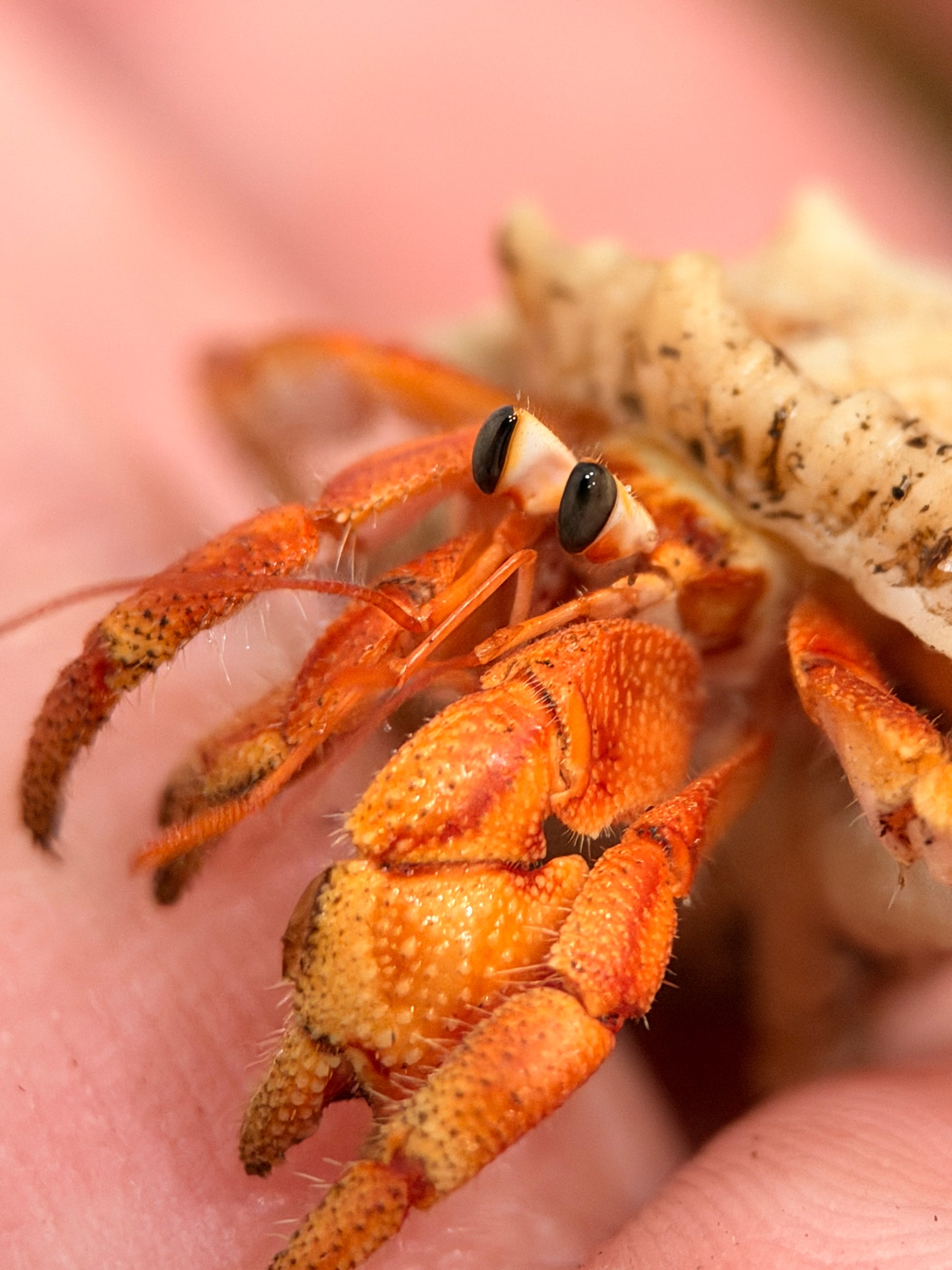 Coenobita sp Golden Pincher - Frognose Exotics