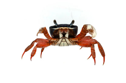 Cardisoma armatum