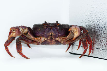 Johngarthia weileri