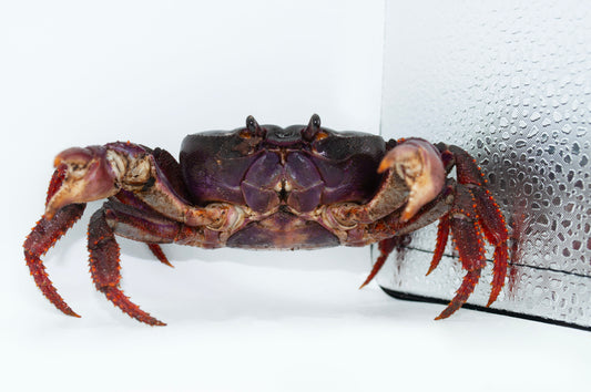 Johngarthia weileri - Frognose Exotics
