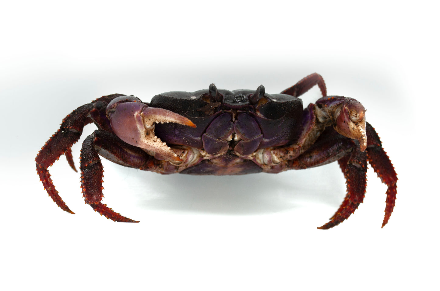 Johngarthia weileri
