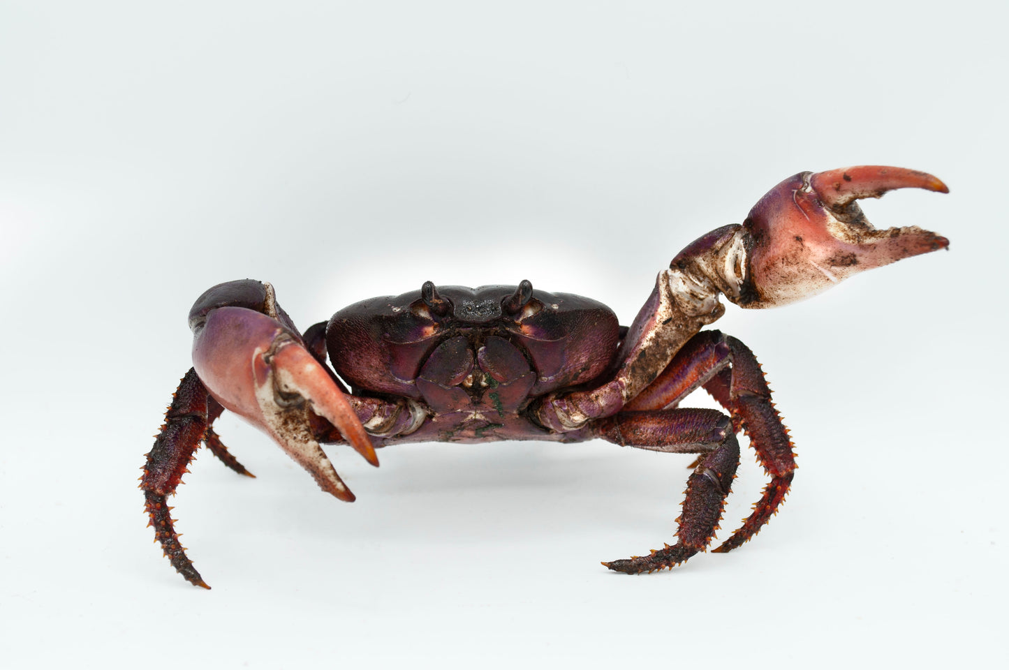 Johngarthia weileri