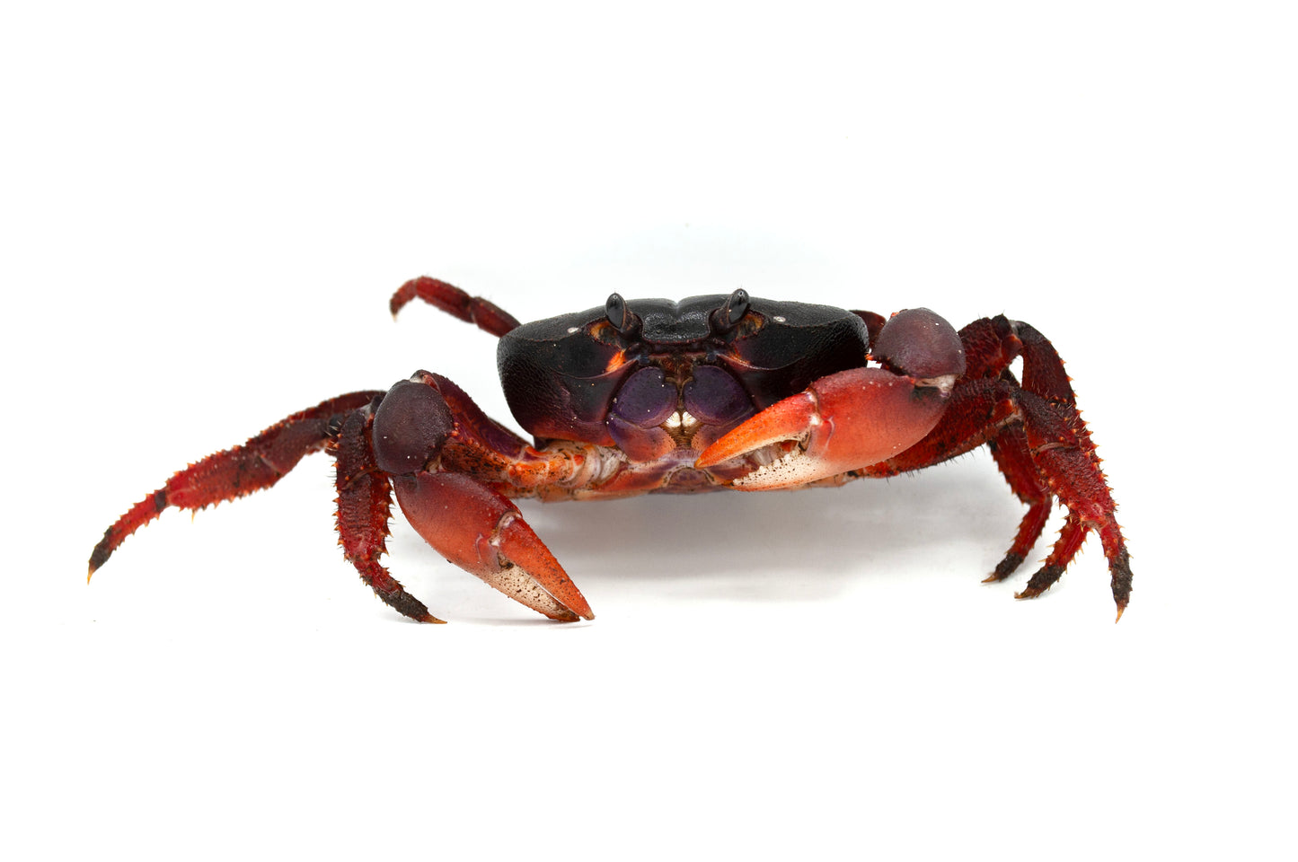 Johngarthia weileri