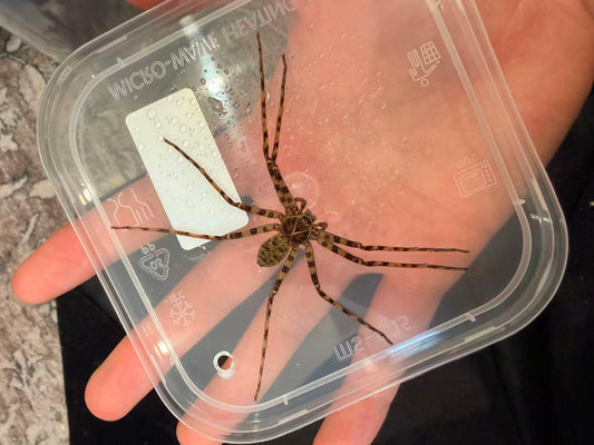 Green River Diving Huntsman Spider - Frognose Exotics