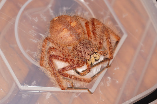 Heteropoda davidbowie Huntsman Spider - Frognose Exotics
