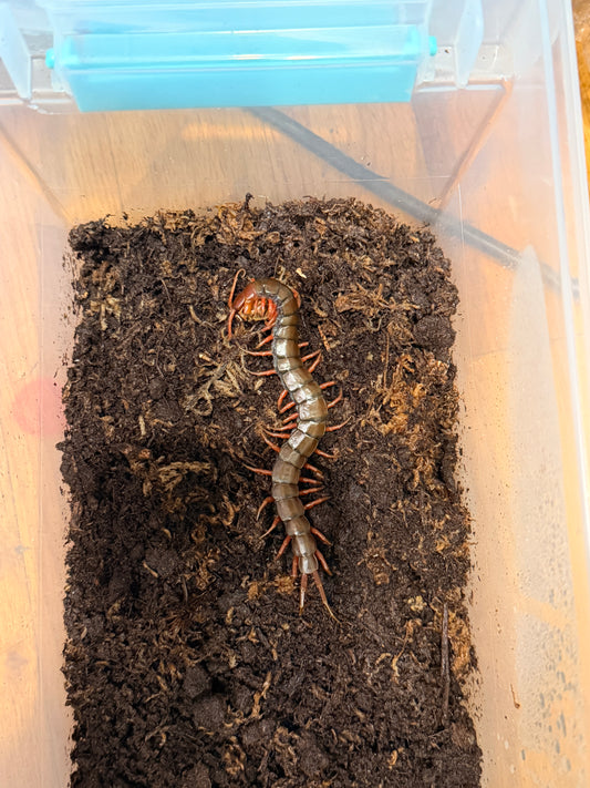 Black Cherry Centipede - Frognose Exotics