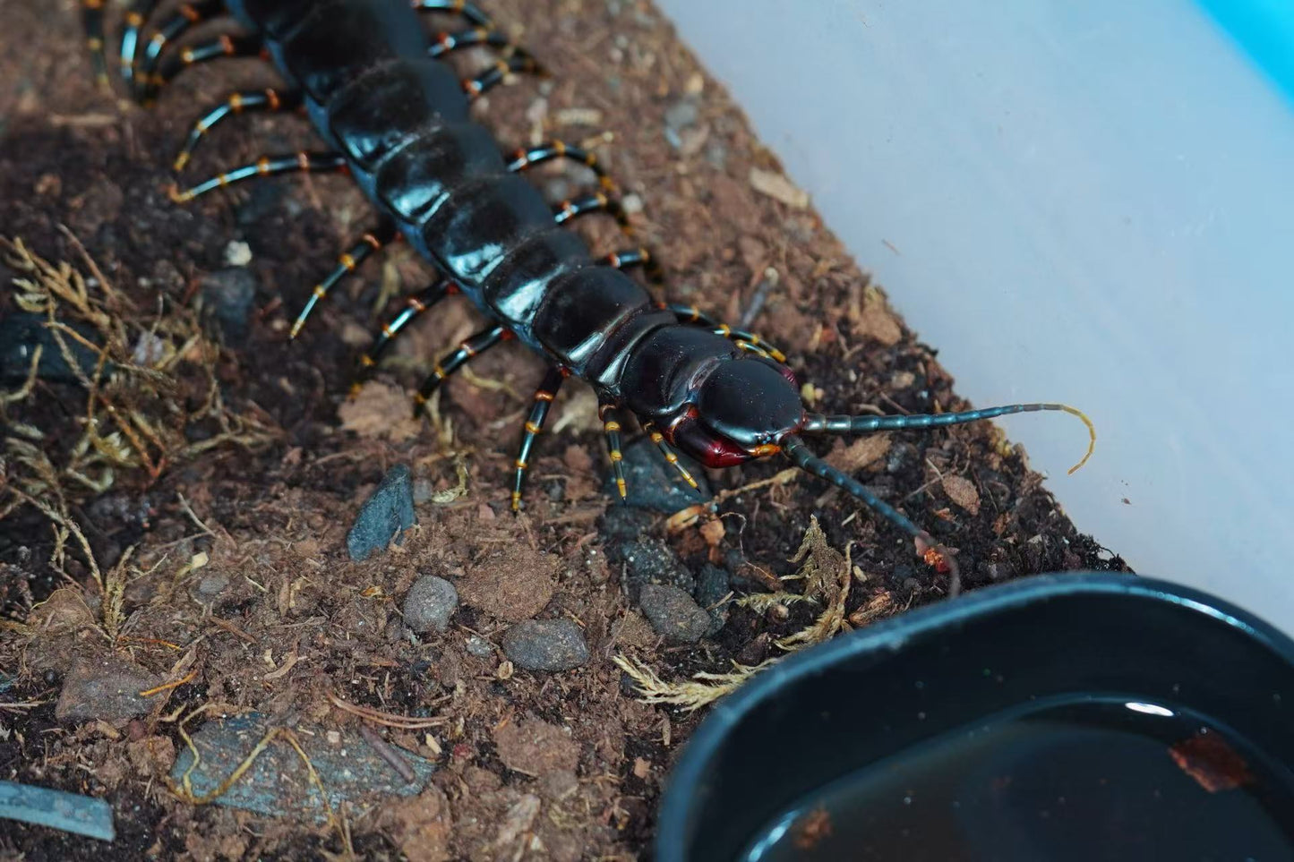 Scolopendra gigantea (Black/Gold)