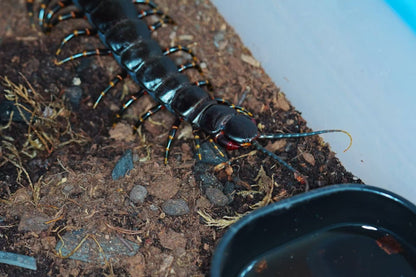 Scolopendra gigantea (Black/Gold)