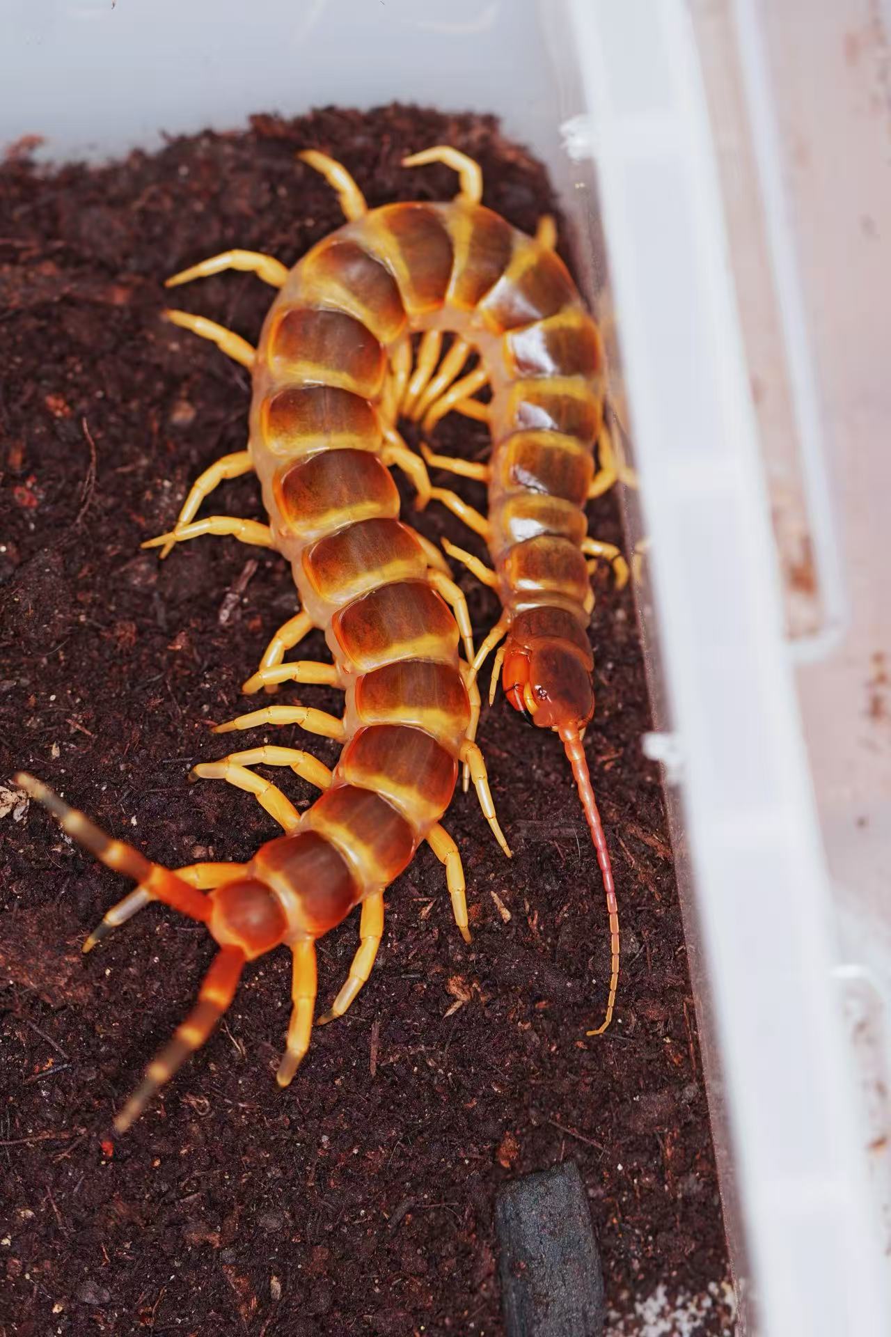 Scolopendra gigantea (Black/Gold)