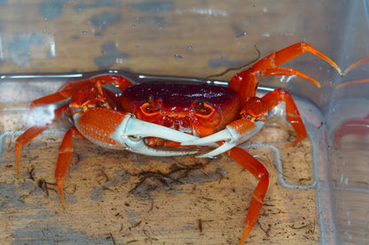 Pirate Crab (Vietorintalia rubra)