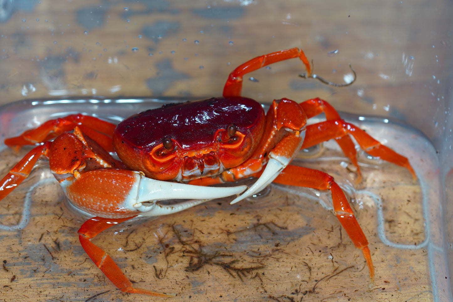 Pirate Crab (Vietorintalia rubra)