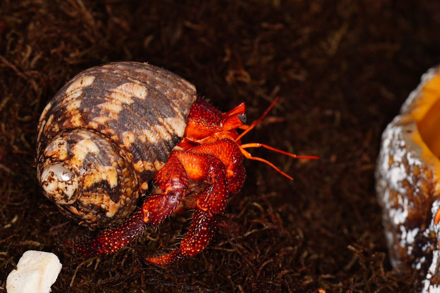 Coenobita perlatus Strawberry Hermit Crab