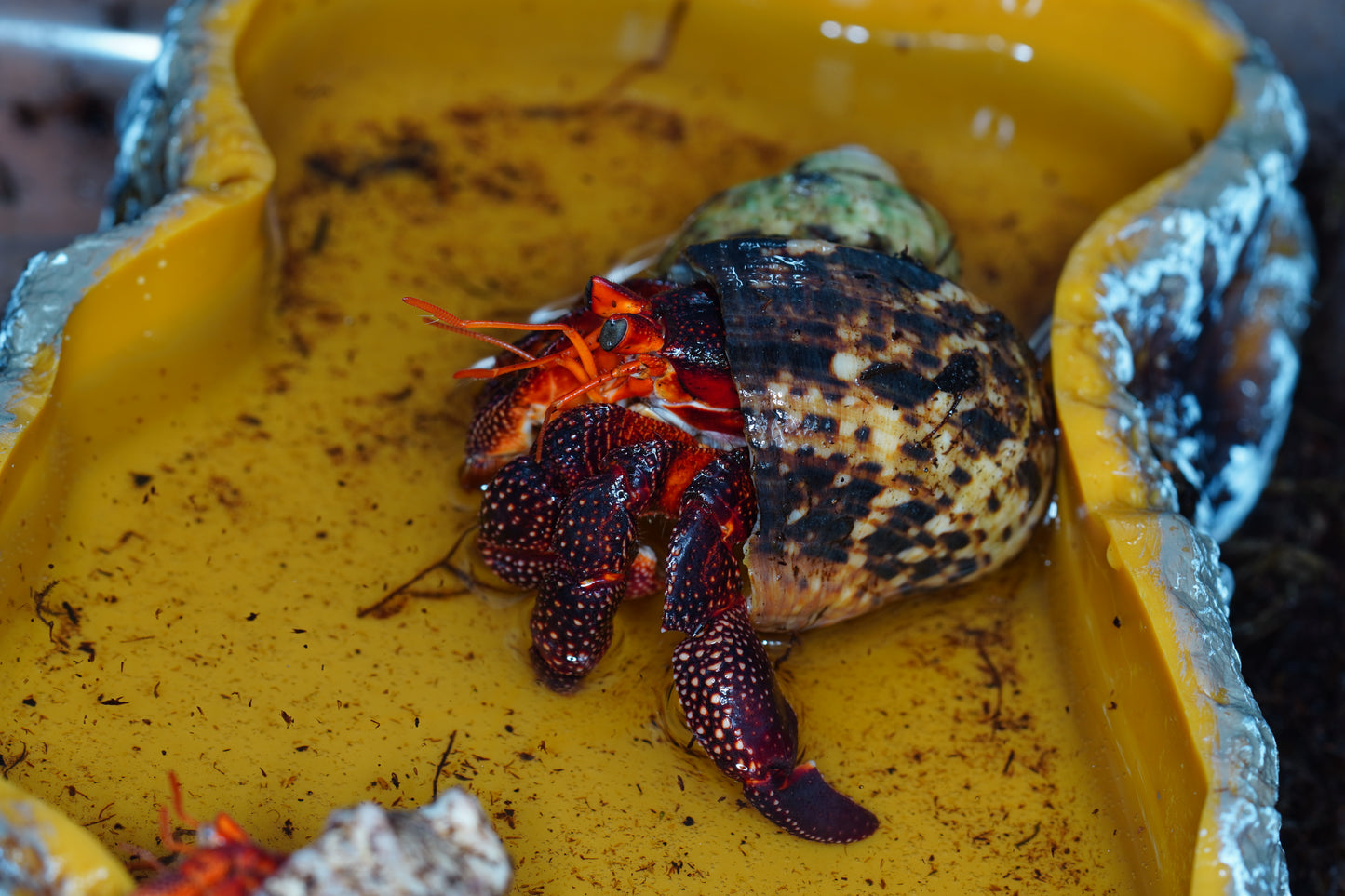 Coenobita perlatus Strawberry Hermit Crab