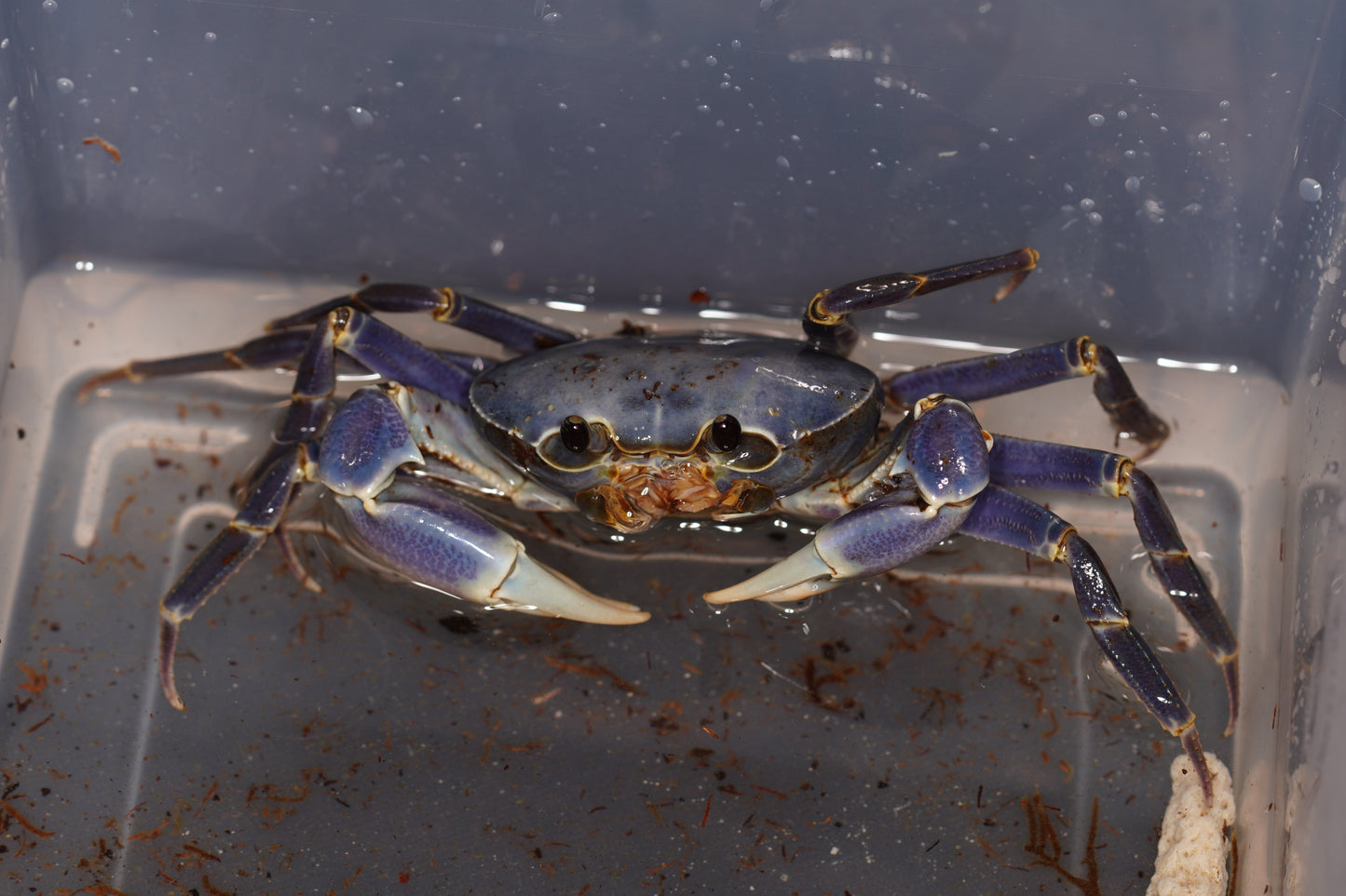 Space Marine Crab (Tiwaripotamon caeruleum)