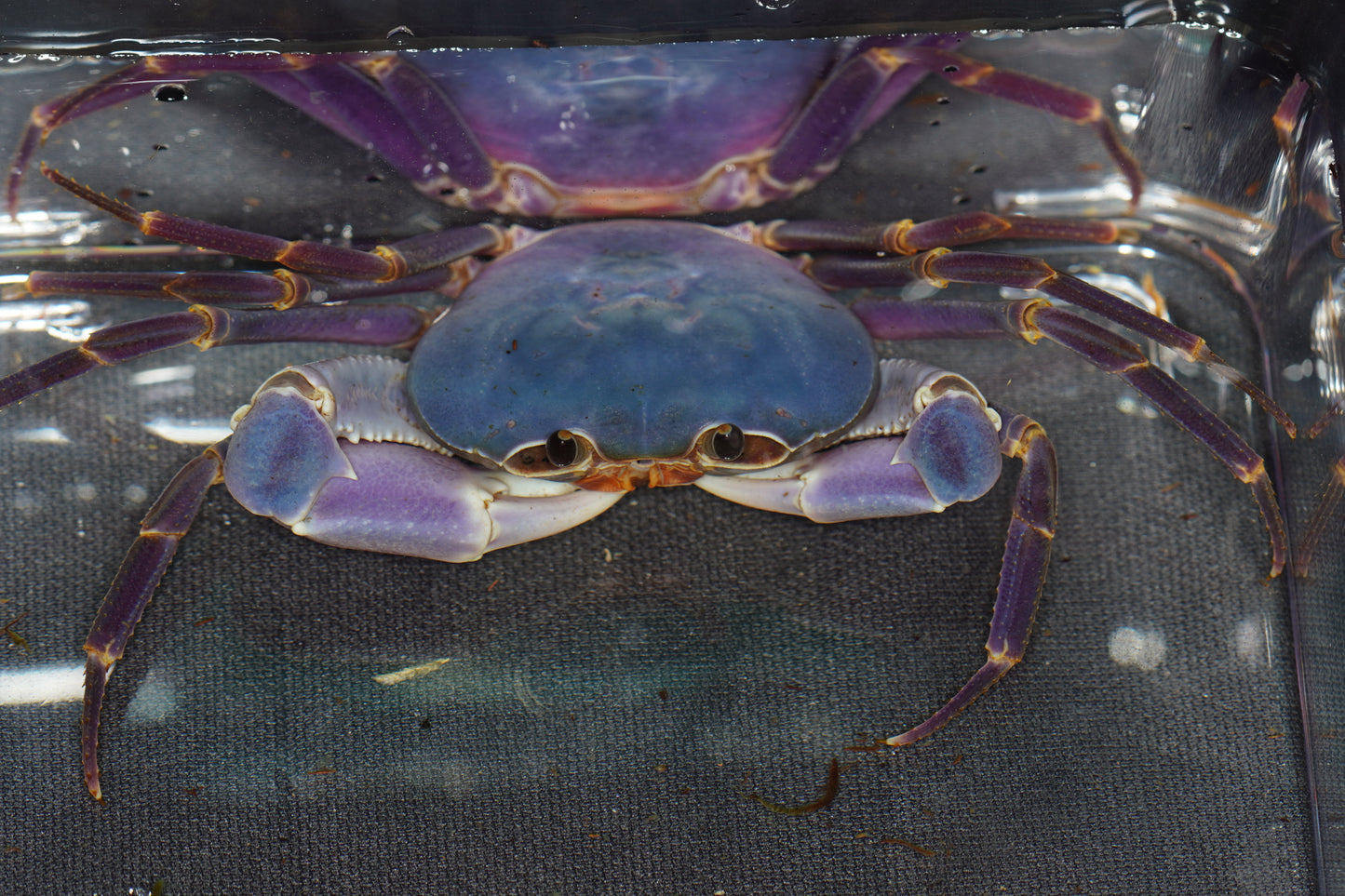 Space Marine Crab (Tiwaripotamon caeruleum)