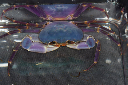 Space Marine Crab (Tiwaripotamon caeruleum)