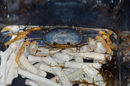 Space Marine Crab (Tiwaripotamon caeruleum)