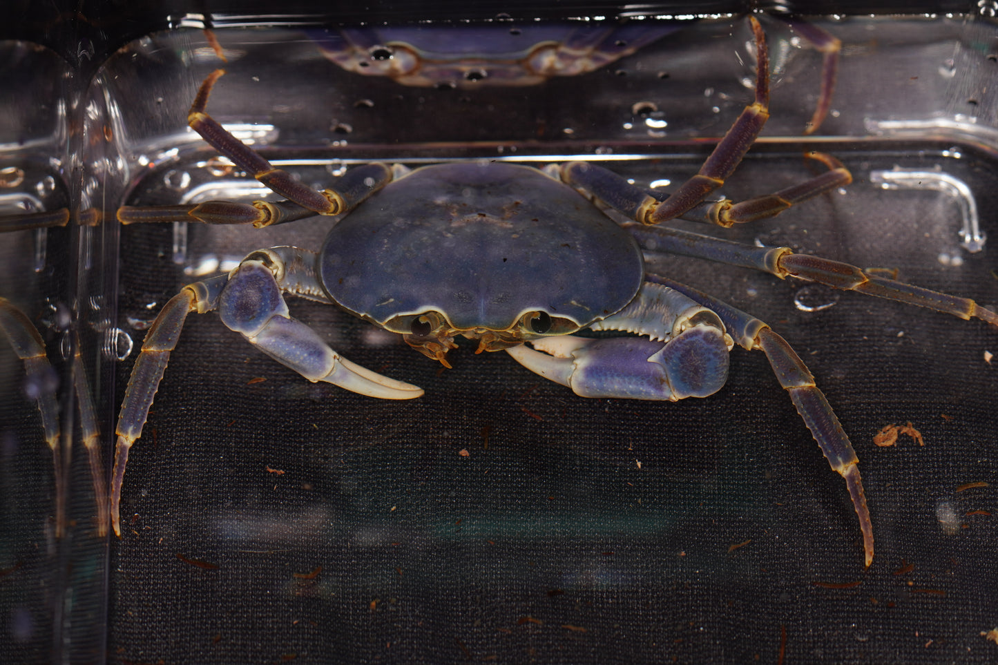Space Marine Crab (Tiwaripotamon caeruleum)