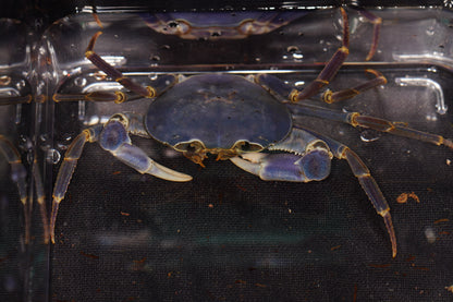 Space Marine Crab (Tiwaripotamon caeruleum)