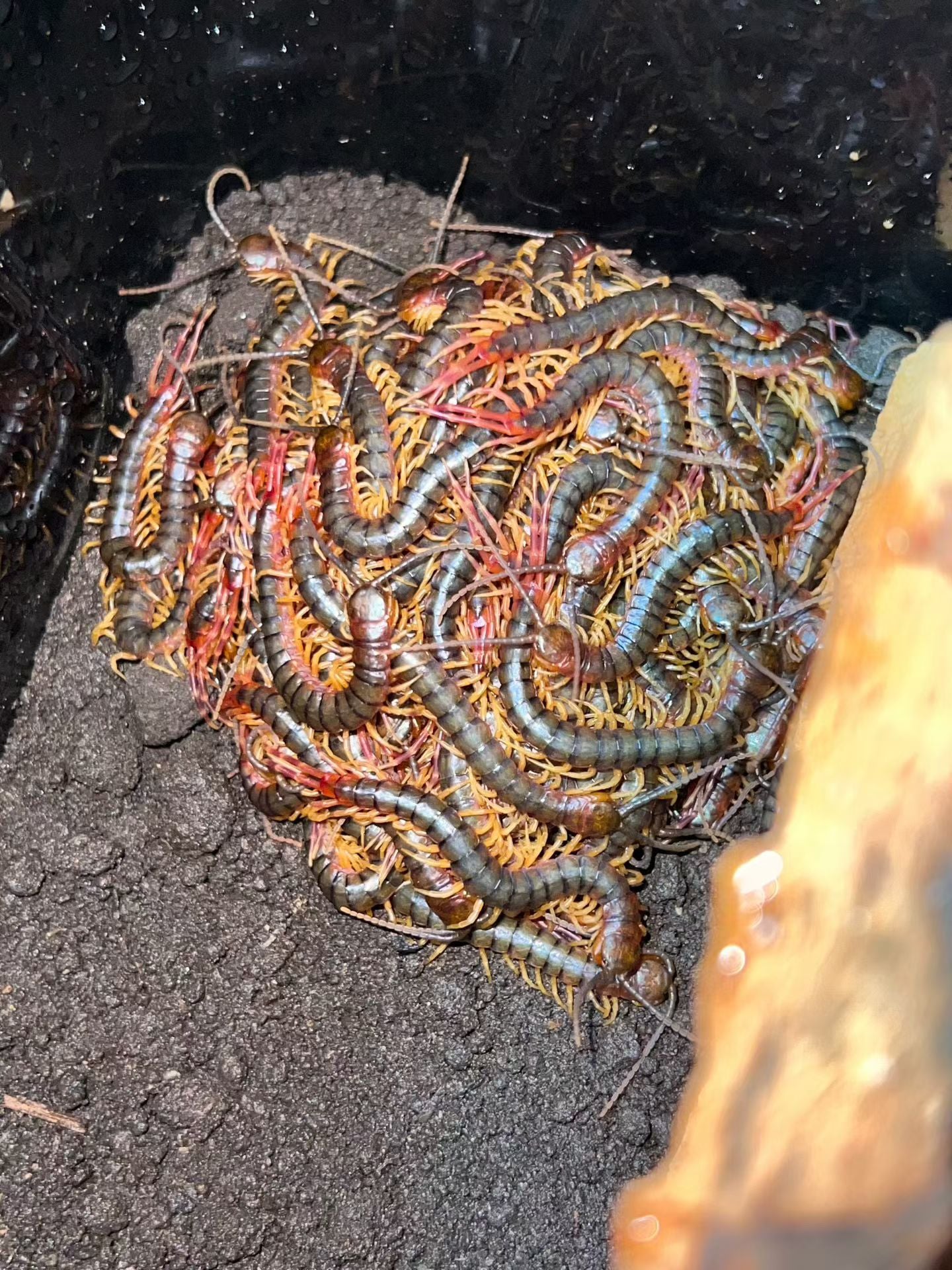 Scolopendra gigantea (Black/Gold)