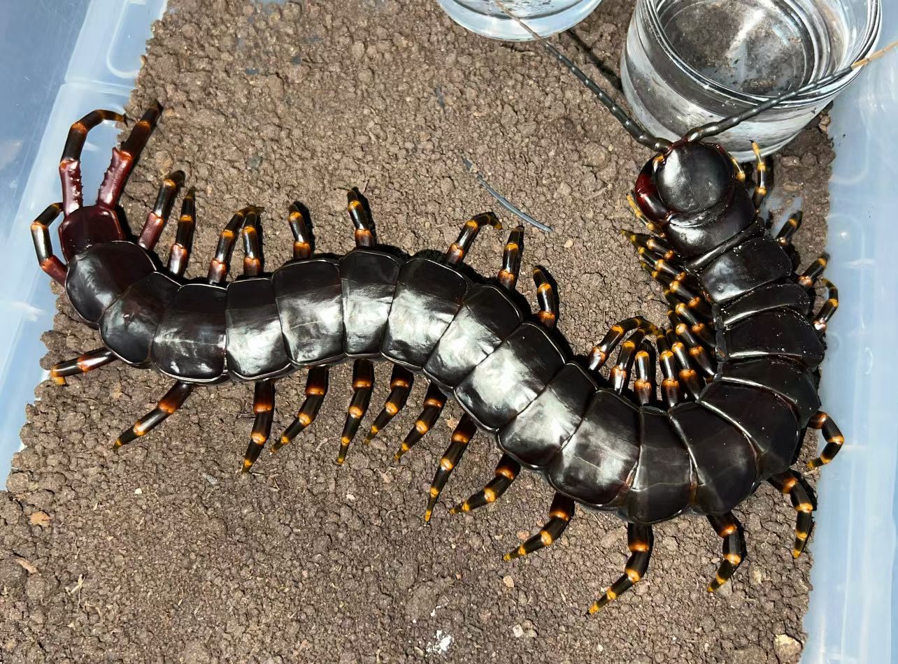 Scolopendra gigantea (Black/Gold)