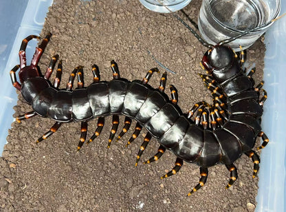 Scolopendra gigantea (Black/Gold)