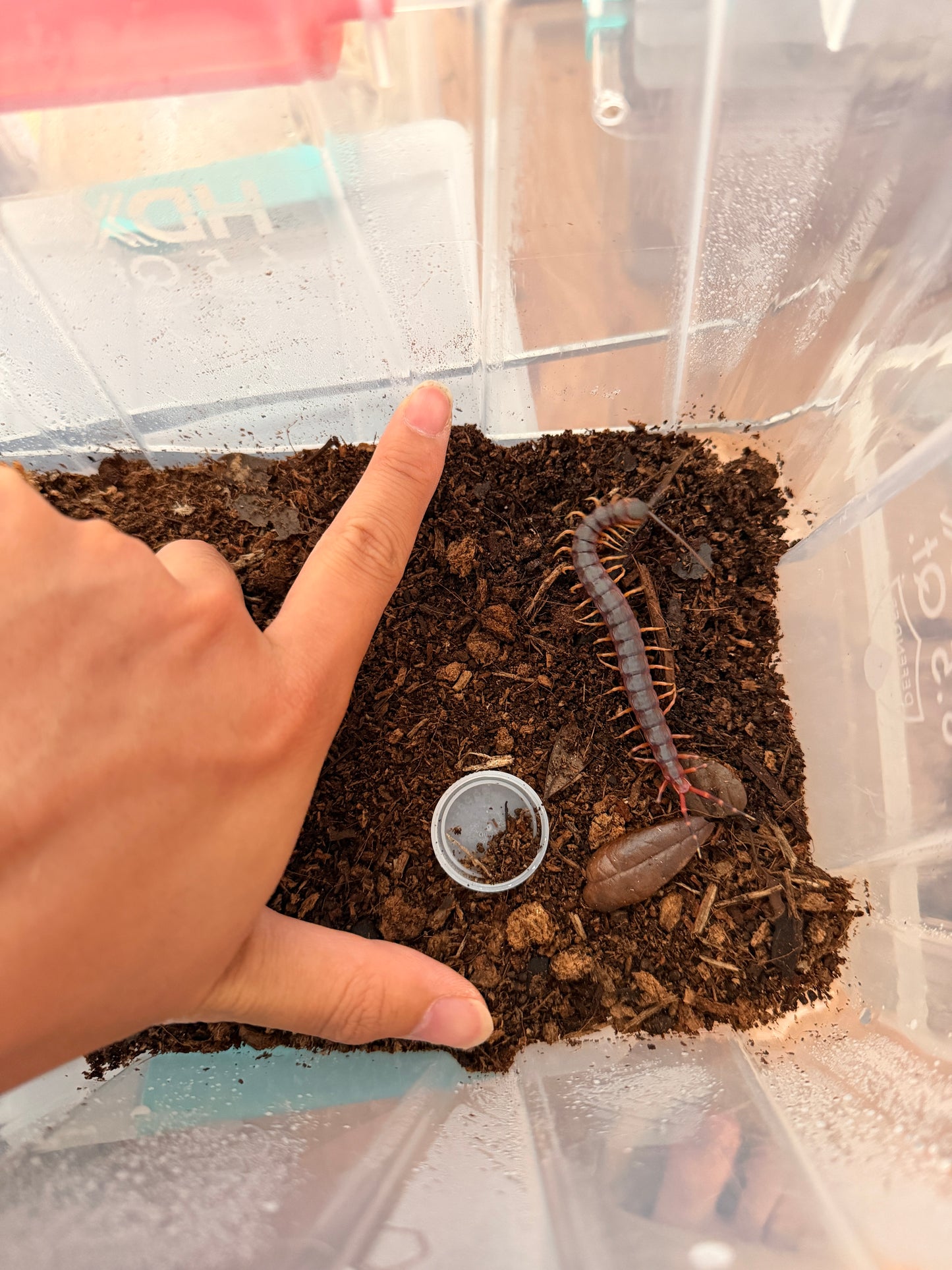 Scolopendra gigantea (Black/Gold)