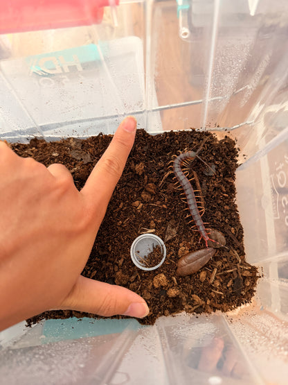 Scolopendra gigantea (Black/Gold)