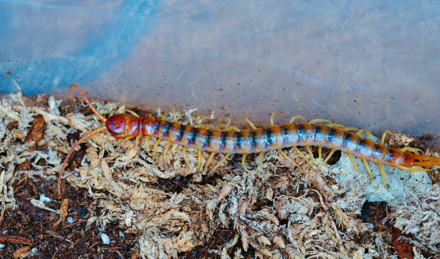 Scolopendra gigantea (Black/Gold)