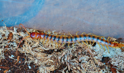 Scolopendra gigantea (Black/Gold)