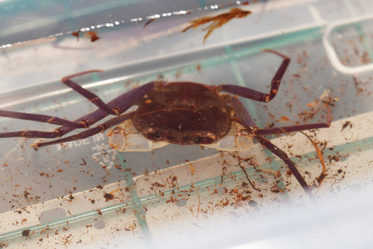 Thampramon tonvuthi - Frognose Exotics
