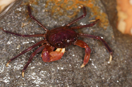 Arachnothelphusa sp Purple Cave Crab - Frognose Exotics