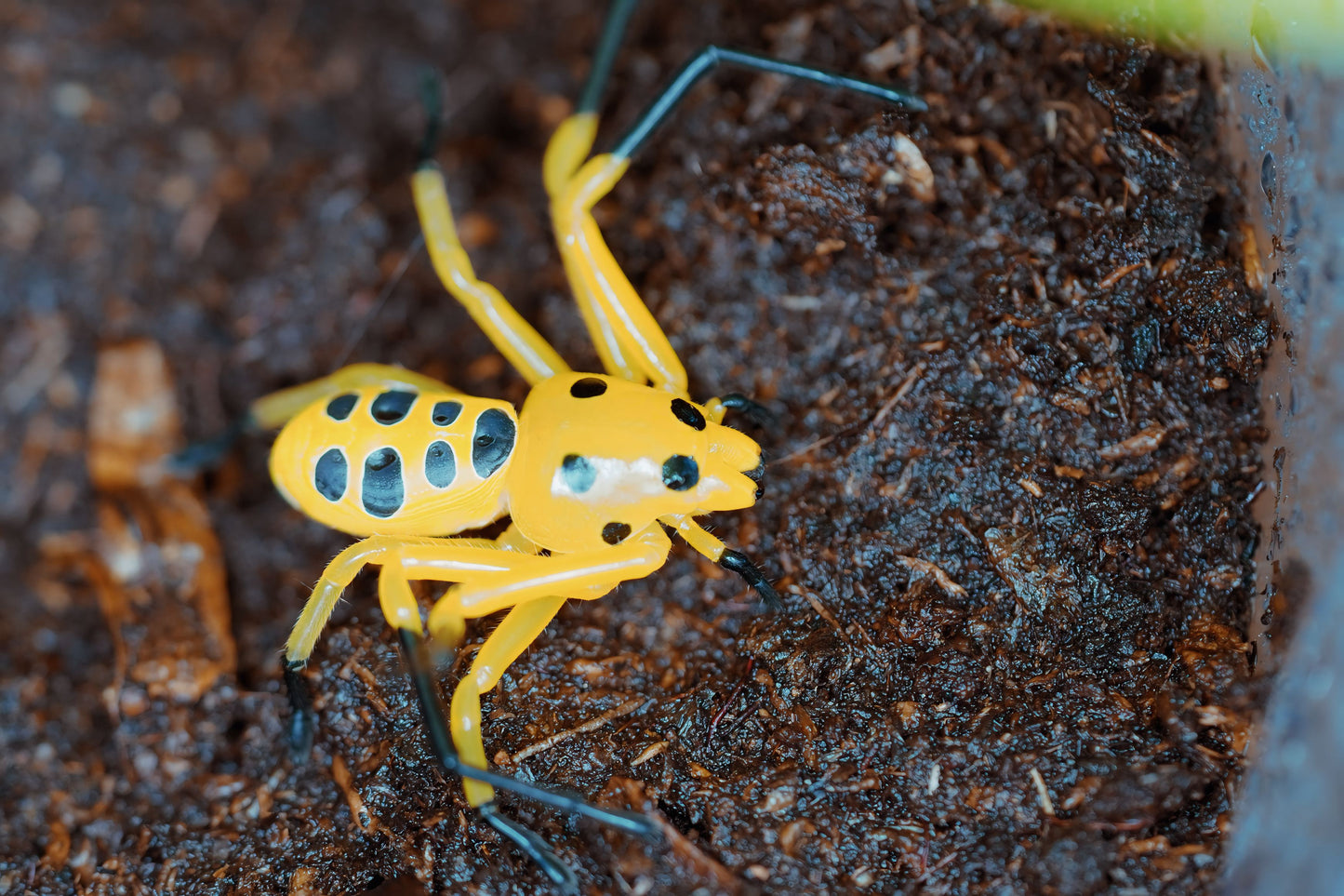 Pikachu Crab Spider (Platythomisus octomaculatus) - Frognose Exotics