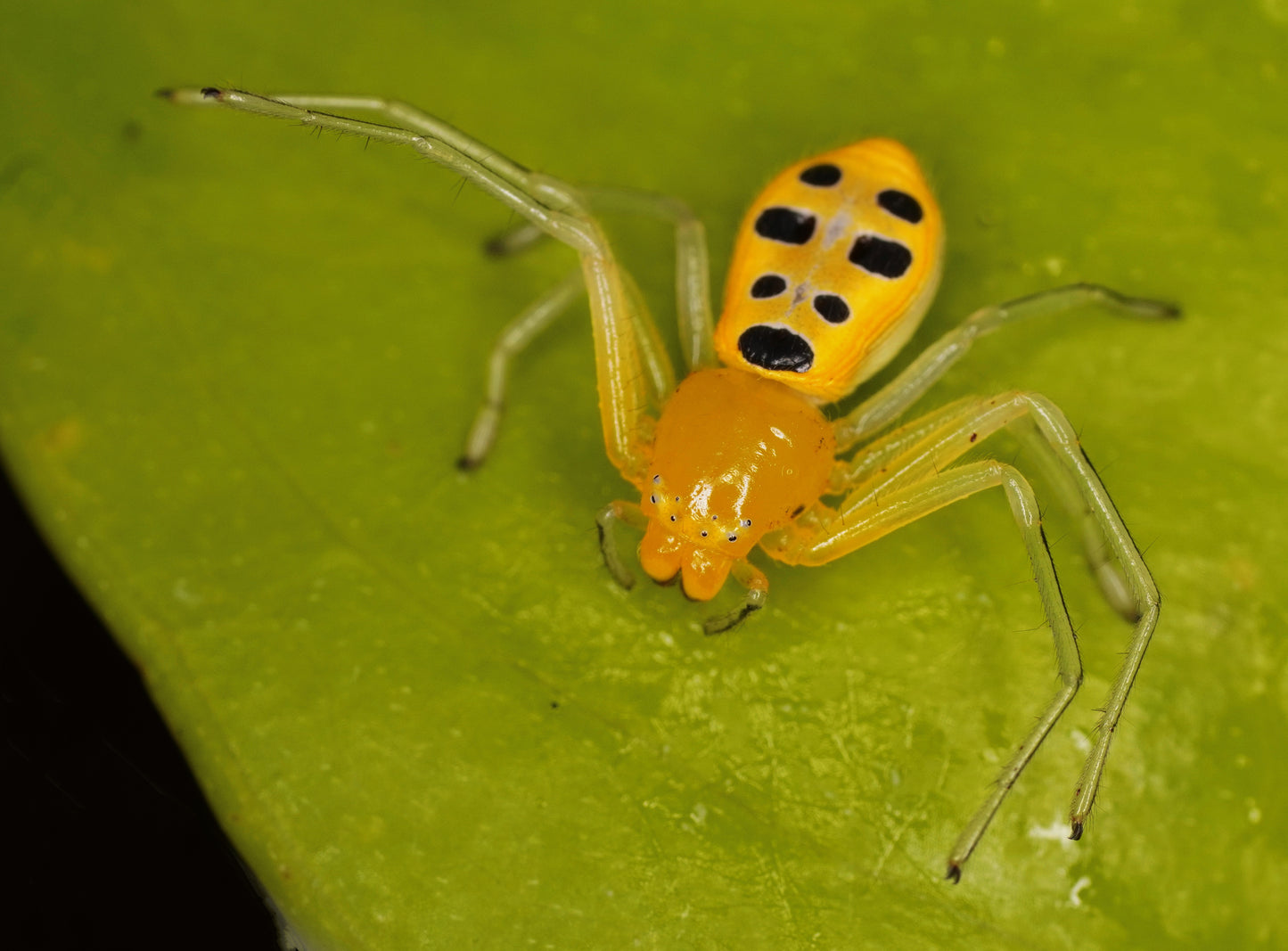 Pikachu Crab Spider (Platythomisus octomaculatus) - Frognose Exotics