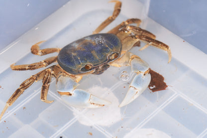 Christmas Island Blue Crab (Tuerkayana celeste) - Frognose Exotics