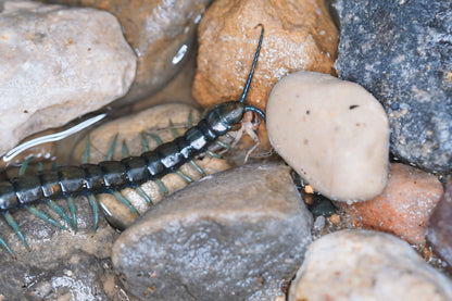 Halcyon Giant Centipede (Scolopendra alcyona) - Frognose Exotics