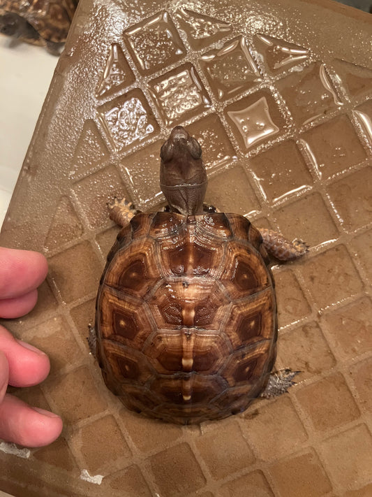 Eastern Box Turtle - Frognose Exotics